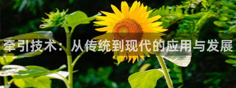 征途国际招商电话号码查询：牵引技术：从传统到现代的应用与发展